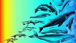 Balina ve Yunusların Evrimi: Karadan Denize Evrimsel Bir Destan ve Balinaların Kol ve Bacak Kemiklerinin Evrimi...