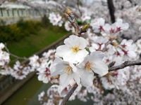 【戸田市】開花間近！　戸田市のおすすめ桜スポット6選！