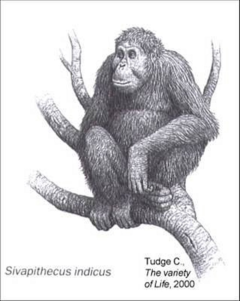 Sivapithecus (Rekonstrüksiyon)