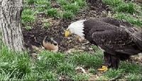 Well-known Bald Eagle Murphy passes away at 33