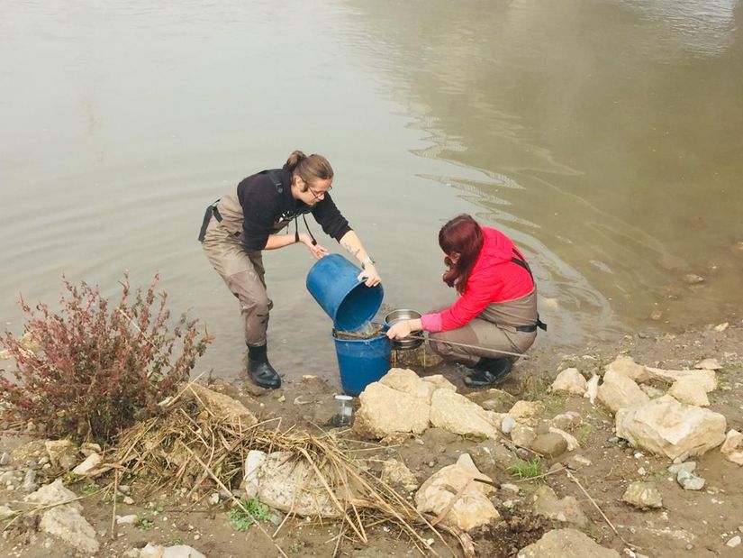 Belirlenen istasyondan toplanan örneklerin istenmeyen materyallerden ayıklama işlemini gösteren bir fotoğraf karesi. Ayıklama işlemi çeşitli gözenek aralıklarına sahip elekler ile gerçekleştirilmekte ve bu gözeneklerin boyutları belirlenirken çalışılan canlı grubunun uzunluğu dikkate alınmaktadır.