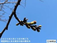 東京都心の桜　つぼみがピンク色に　季節先取りの陽気で　開花は秒読み(気象予報士 日直主任)