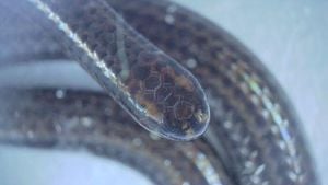 Barbados Threadsnake Rediscovered After Two Decades