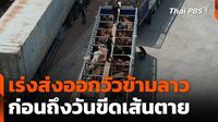 เร่งส่งออกวัวข้ามลาว ก่อนถึงวันขีดเส้นตาย | Thai PBS | LINE TODAY