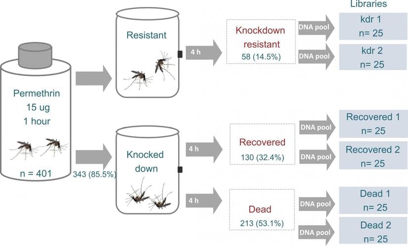 1 saat boyunca permetrine (15 ug/şişe) maruz kalan Aedes aegypti'de üç fenotipi ayırt etmek için biyo-tahlil. Biyoanalizlerde kullanılan toplam sivrisinek sayısı gösterilmektedir. Havuzlanmış kütüphaneler, her fenotipik gruptan 25 ayrı sivrisinek kullanılarak hazırlandı.