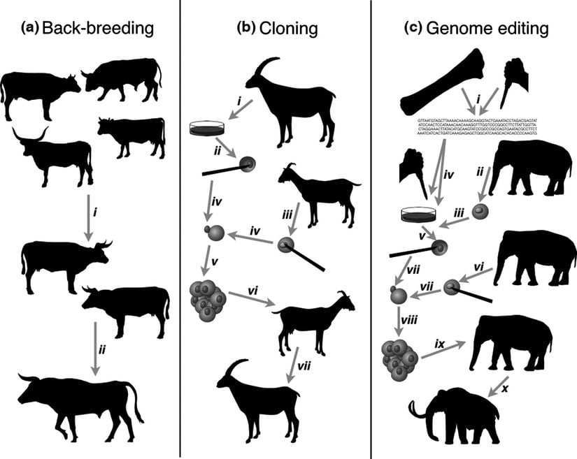 Açıklamış olduğumuz üç tekniğin şemasal gösterimi. Soldan sağa yapay seçilim yoluyla geri ıslah, klonlama ve genetik mühendisliği.