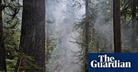 Firefighters in race to save Oregon’s tallest tree after it ignites
