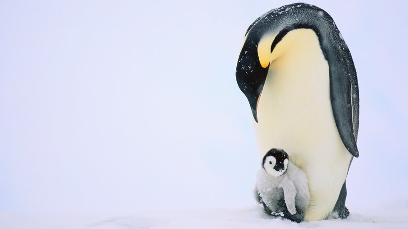 İklim Değişimi, Antarktika'da Yaşayan İmparator Penguenlerin Üreme DavranışlarınI Değiştiriyor!