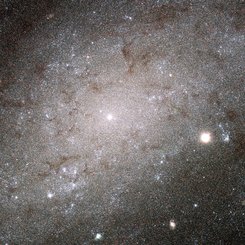 The Stars of NGC 300