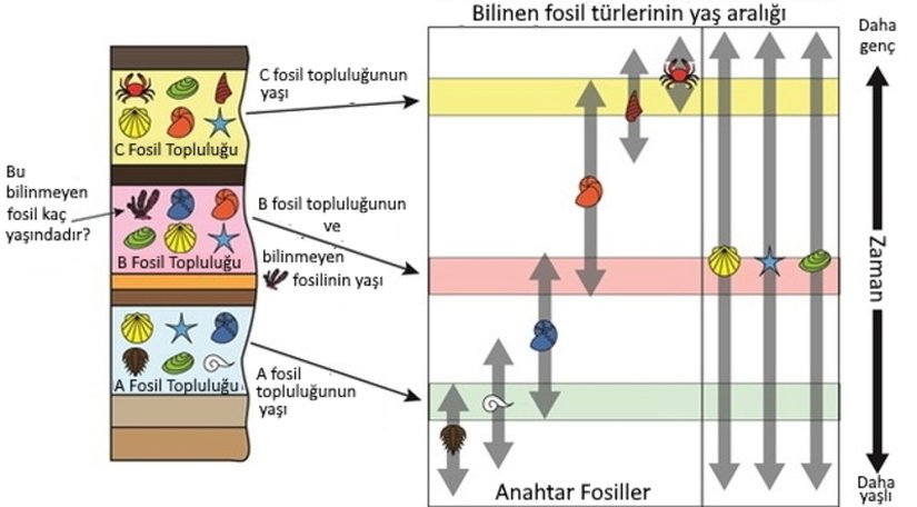 Görsel 4. Ardışıklık ilkesi bilim insanlarının fosilleri kullanarak kayaç ve fosillerin göreceli yaşlarını bulmalarını sağlar. Fosiller belli ve dar bir zaman aralığında bulunur. Her fosil türüne ait bu belli zaman aralığı görselde fosil resimlerinin altındaki gri oklarla gösterilmiştir. Aşağı ok fosilin ilk kez gözlendiği, yukarı ok ise son kez gözlendiği, yani soyunun tükendiği zamanı gösterir. Çeşitli fosillerin kesişen zaman aralıkları kullanılarak bir fosil türünün göreceli yaşı (yani o fosil türünün yaşadığı göreceli zaman aralığı) belirlenebilir. Örneğin hem mavi hem de turuncu ammonitin birlikte var olduğu ve görselde pembe kutucukla gösterilen belli bir zaman aralığı vardır. Eğer hem mavi hem de turuncu ammonit birlikte bulunduysa kayaç pembe kutucukla gösterilen zaman aralığında, yani her iki fosil türünün de birlikte var olduğu zamanda çökelmiş olmalıdır. Görseldeki bilinmeyen fosil, kırmızı bir sünger, B fosil topluluğundaki diğer beş fosille birlikte gözlenmiştir. B fosil topluluğu anahtar fosiller olan mavi ve turuncu ammonitleri de içerdiğinden pembe kutucukla gösterilen zaman aralığında çökelmiş olmalıdır. Bilinmeyen fosil olan kırmızı sünger B fosil topluluğundaki fosillerle birlikte bulunduğundan o da pembe kutucukla gösterilen zaman aralığında yaşamış olmalıdır.