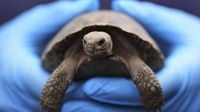 Video: Tortoise hatchlings born of century-old parents come out of their shells at Philadelphia Zoo