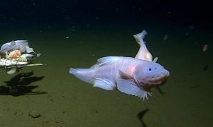 Rare Deep-Sea Oarfish Discovery Raises Questions Off California Coast