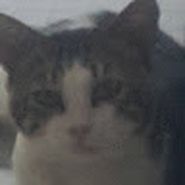 Üveys Aytaç