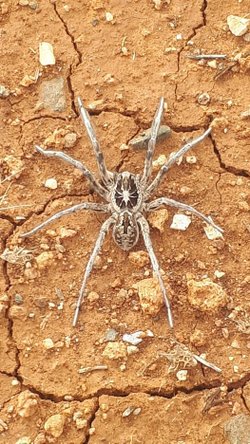 Resmini eklediğim örümceğin kafasında kendi resmini taşımasının nedeni ne olabilir?