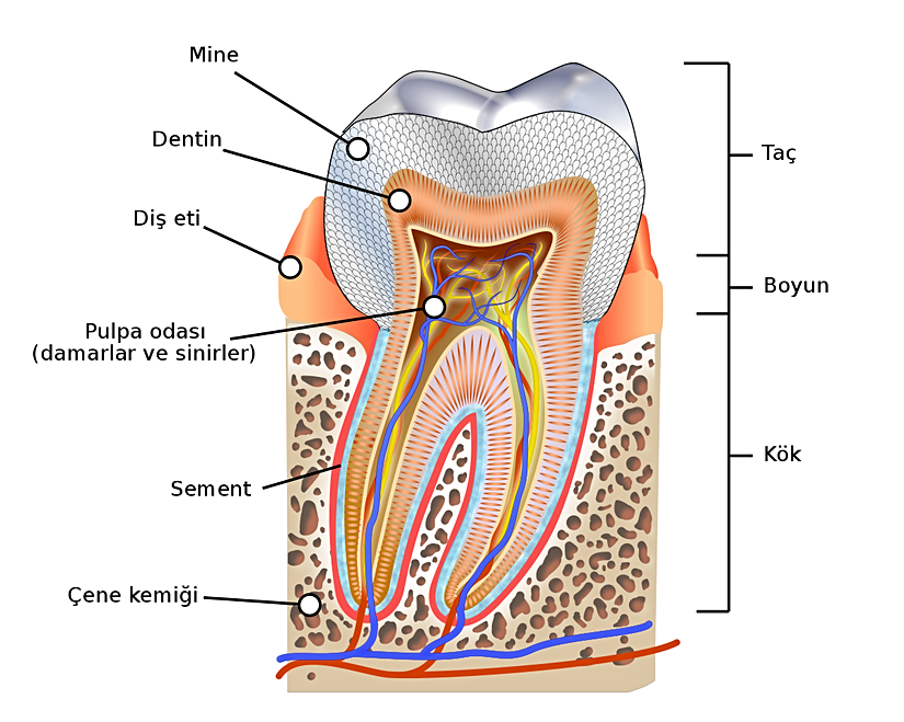 Dişin Kısımları