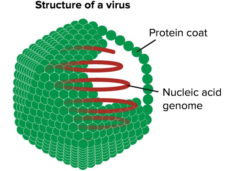 Bir virüsü gösteren şema. Virüs, bir dış protein kılıfının içindeki nükleik asit genomundan oluşur.     Görselin uyarlandığı kaynak: "Enveloped icosahedral virus," Anderson Brito (CC BY-SA 3,0. Uyarlanmış görsel CC BY-SA 3,0 lisanslıdır.