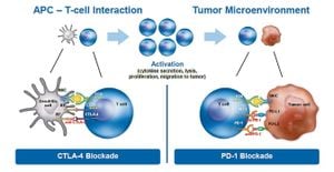 Innovative T Cell Antigen Coupler Enhances Cancer Treatment Efficacy