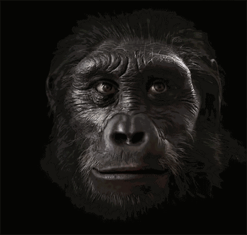 İnsanın kademeli evrimi...