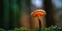 21 People Poisoned, 1 Dies After Eating Wild Mushrooms In California