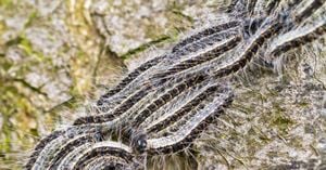 Municipalities Intensify Control Against Pine Caterpillar Plague