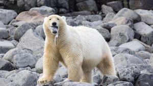 Man Risks Life To Save Wife From Polar Bear