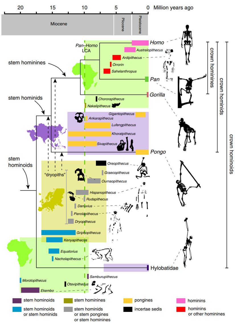 Canlı hominoidler ve fosil hominoidlerin kronostratigrafik aralıkları arasındaki filogenetik ilişkiler. Metinde bahsedilen fosil hominoidlerin uzay-zamansal aralıklarının yanında, canlı hominoidlerin zaman ayarlı bir filogenetik ağacı tasvir edilmiştir. Fosil taksonlar, olası filogenetik hipotezlere göre renk kodludur. Dikey yeşil kesik çizgi, Afrika fosil maymunu kaydında bir süreklilik olduğunu gösterir. Ancak şu anda ~14 ila 10 milyon yıl arasında seyrek görülmektedir. Kuyruksuz maymunların sağlam ve kalıcı filogenetik çıkarımları, kısmen fosil kayıtlarının parçalı doğası, muhtemelense yüksek homoplazi seviyeleri nedeniyle zordur. Miyosen kuyruksuz maymunu taksonlarının birçoğu, sadece parçalı dentognatik fosillerle temsil edilmektedir ve maymunlardaki filogeniyi ortaya çıkarmak için çene ve azı dişlerinin faydası tartışmalıdır. Diğer bir belirsizlik alanı, birçok erken ve orta Miyosen Afrika maymunlarının taç hominoid düğümüne göre konumuyla ilgilidir. Daha eksiksiz erken Miyosen fosil hylobatidlerinin keşfi veya tanınması, konumlarını ve dolayısıyla büyük maymunu ve insan ailesini gerçekten tanımlayan şeyi çözmeye yardımcı olacaktır. Bölünme süreleri, Springer ve diğerlerinin moleküler saat tahminlerine dayanmaktadır. Siluetler, ölçeğe uygun olarak çizilmemiştir. Gölgeli kutular, coğrafi dağılımları temsil eder (yeşil Afrika'dır, altın Avrupa'dır ve mor Asya'dır).