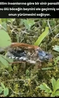 Sinir paraziti diye bir şey var mıdır varsa beyin kontrol edebilirler mi?