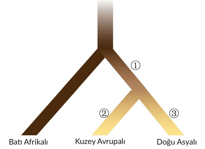 Üç kıta popülasyonunda insan pigmentasyonunun evrimsel modeli. Çizilen evrim ağacı; Afrika, Kuzey Avrupa ve Doğu Asya'dan gelen insan popülasyonlarının genetik filogenisini göstermektedir ve dalların renkleri, kabaca bu popülasyonların genelleştirilmiş deri pigmentasyon seviyesini göstermektedir.