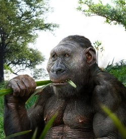 İnsanın Evrim Ağacında Devrim Niteliğinde Öneri: Australopithecus ve Paranthropus, Homo Cinsine Dahil Edilsin!
