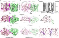 Synergistic activation of the human phosphate exporter XPR1 by KIDINS220 and inositol pyrophosphate - Nature Communications