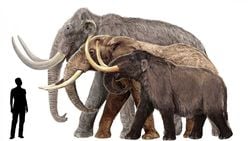 Mamut ile Mastodon Aynı Canlı mı?