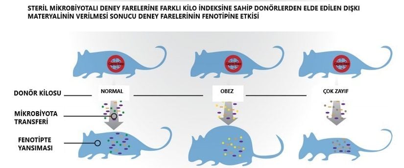 Bağırsakları steril olan ve mikrobiyota bakımından fakir olan deney farelerine soldan sağa doğru 3 farklı kilo indeksine sahip bireylerden FMT uygulanmıştır. Normal bir fareden alınan mikrobiyota sonucu deney faresi normal kilolu, obez bir fareden alınan mikrobiyota sonucu deney faresi obez, kilo indeksi düşük olan çok zayıf bir fareden alınan mikrobiyotanın verilmesi sonucu deney faresi çok zayıflamıştır.