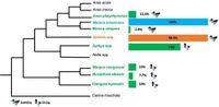 Legacy parasite collections reveal species-specific population genetic patterns among three species of zoonotic schistosomes - Scientific Reports