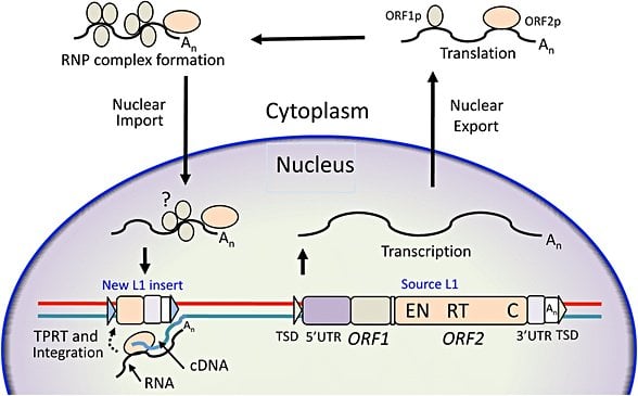 Figür 3: LINE-1 (ya da L1) retrotranspozonunun biyolojisi: Kaynak L1'in DNA bölgesinden ayrılıp çekirdek dışında kompleks oluşumuyla tekrardan çekirdeğe girip cDNA olarak genomun başka bir bölgesine entegrasyonu gösterilmektedir.
