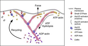 New Study Links Arp 2/3 Complex To Pancreatic Cysts And Cancer