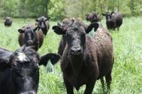 American ranchers demand Trump abandon plan to buy Argentine beef - UPI.com