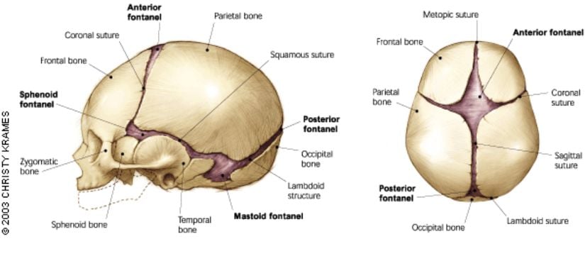 Kafatasındaki fontanel ve sütur bölgelerini gösteren bir diagram.