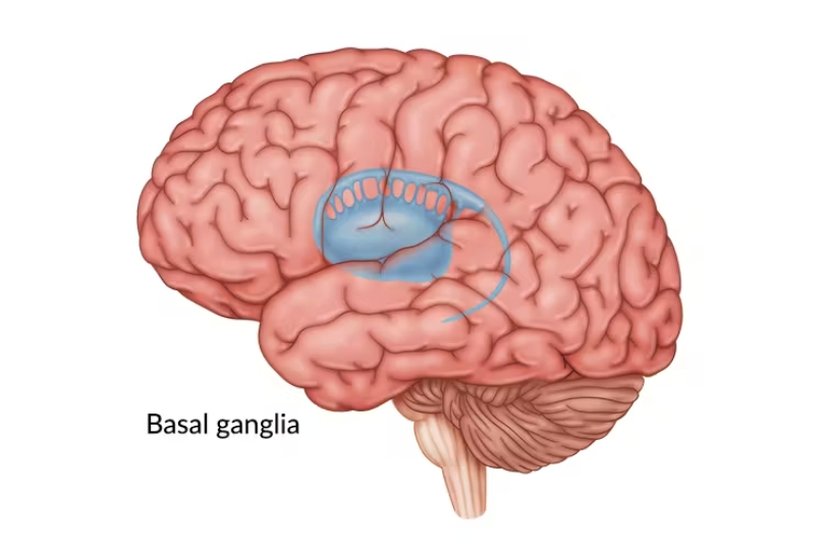 Basal gangliyonlar