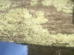 Merhabalar.
Ben, ekteki yeşilimsi tabakanın ne olduğunu sormak istiyorum?