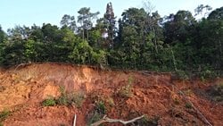 Ağaçlar Toprak Kaymasını Önleyebilir mi?