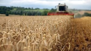 Surge In U.S. Wheat Production Leads To Price Drop