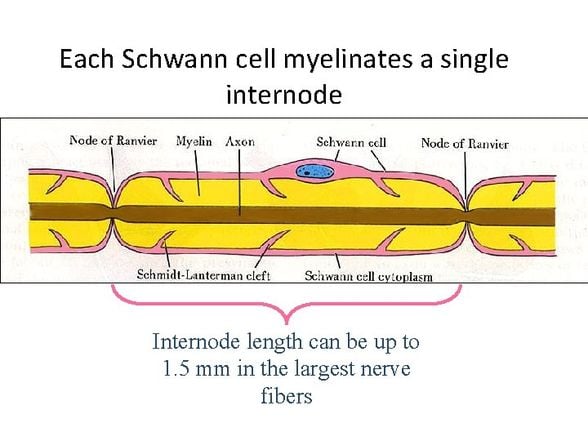 Schwann Kılıfı ve civarının anatomisi