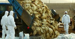 Avian Influenza Crisis Hits North America