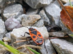 Bu canlı hangi tür? Hakkında bilgi verebilir misiniz?