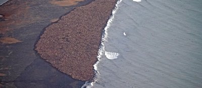 35.000 Deniz Aygırı!