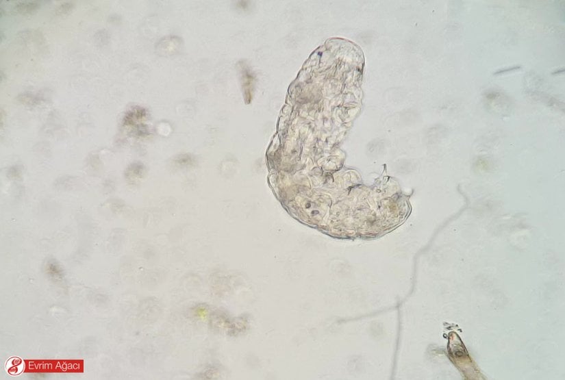 Abant Gölü'nden başka bir örnek.