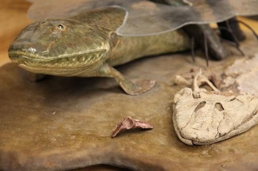 Tiktaalik roseae'nın kalça kemiği fotoğrafı.