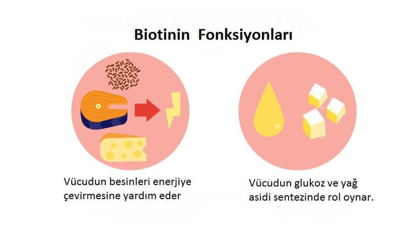 Biotinin fonksiyonları.