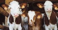 US Beef Industry: Is the Food Supply Chain at Risk?