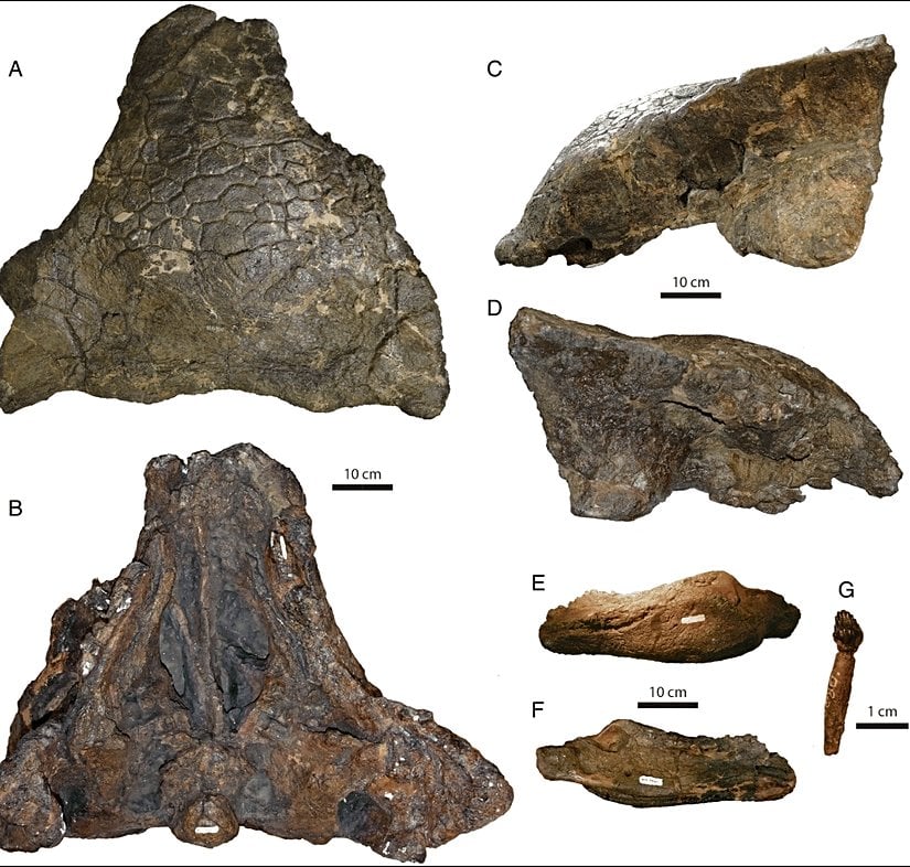 Bir anlilozor kafatasının,(A) üstten, (B) alttan, (C) sol yandan ve (D) sağ yandan görünüşü. Kafatası, özellikle üst ve sol yan yüzeylerden oldukça iyi korunmuş durumda. Sağ yan yüzey biraz içe çökmüş ve ön taraftaki gaga kısmı eksik. Sol alt çene (E) dıştan ve (F) içten görünüşte gösterilmiş. (G) ise çene kemiğine ait bir dişin dıştan görünüşü.